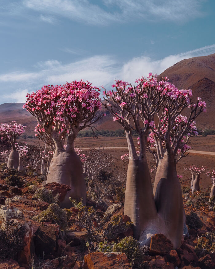 Forest Of Bottle Trees