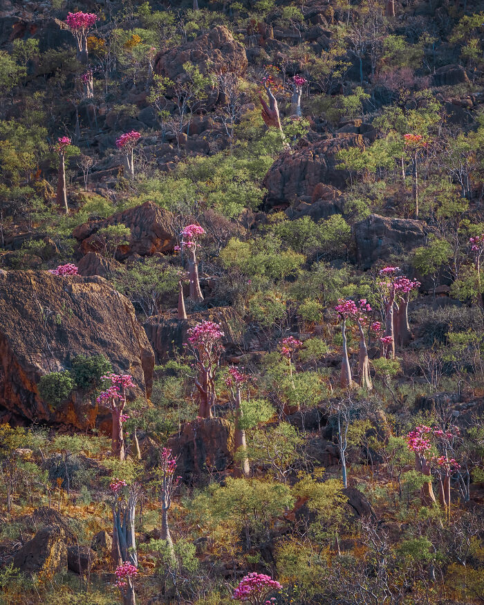 Mountain Of Bottle Trees