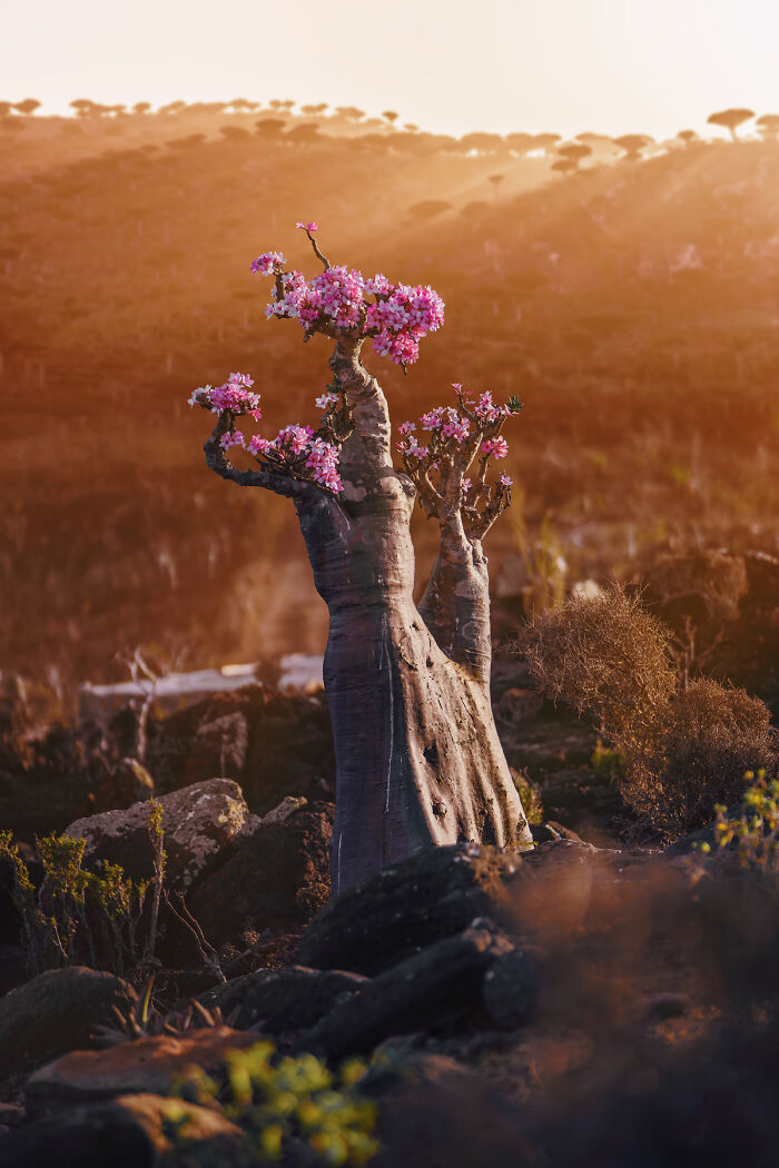 Flowering Bottle Tree