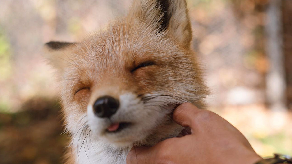 Close-up of a pet fox being gently scratched, depicting a manu2019s insistence on installing a cat flap for his unusual pet.