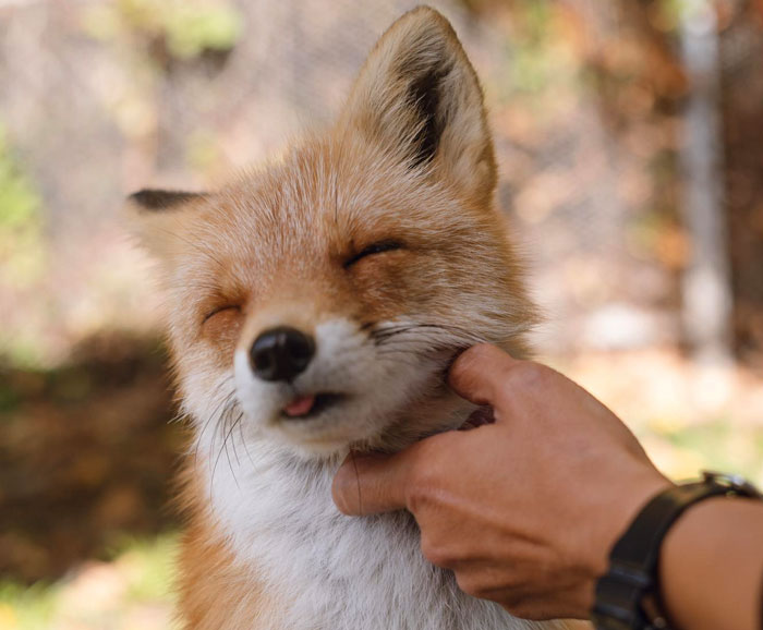 Person gently scratching a content pet fox’s neck outdoors, relating to man installing cat flap for pet fox.