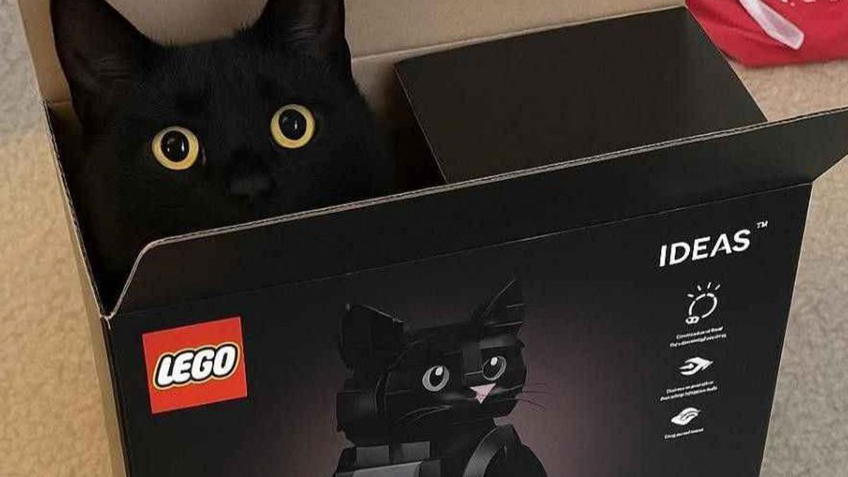 Black cat with yellow eyes sitting inside a small LEGO box, demonstrating cats can be comfy in tight spaces.