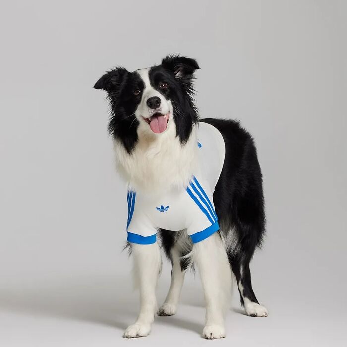 Black and white Border Collie wearing a white and blue sporty outfit from a popular pet fashion collection.