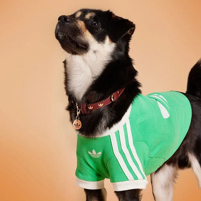 Small dog wearing a green Adidas pet fashion collection shirt and matching collar against a light brown background
