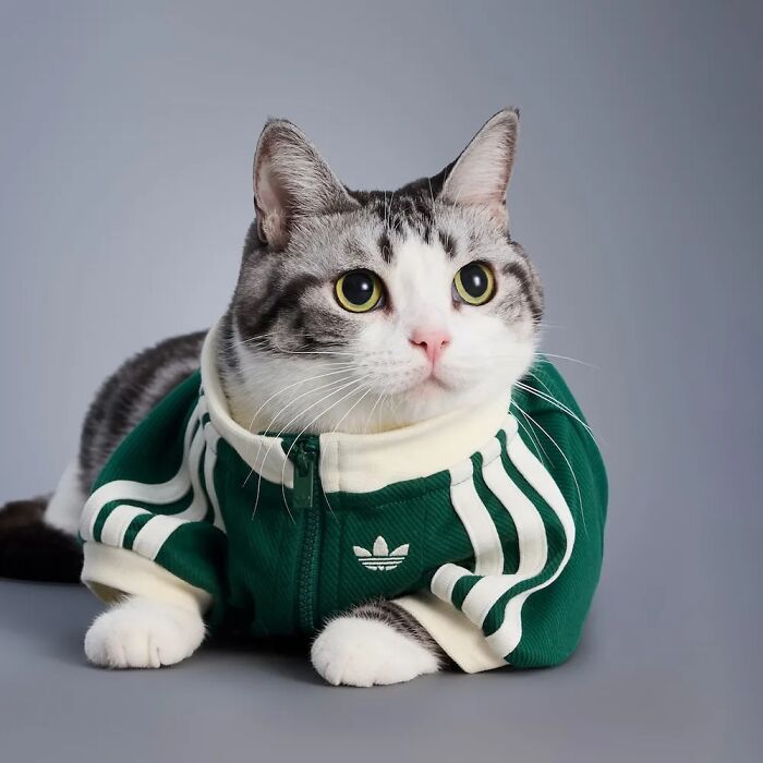 Cat wearing green and white pet fashion outfit from popular brand pet fashion collection, posing against gray background.