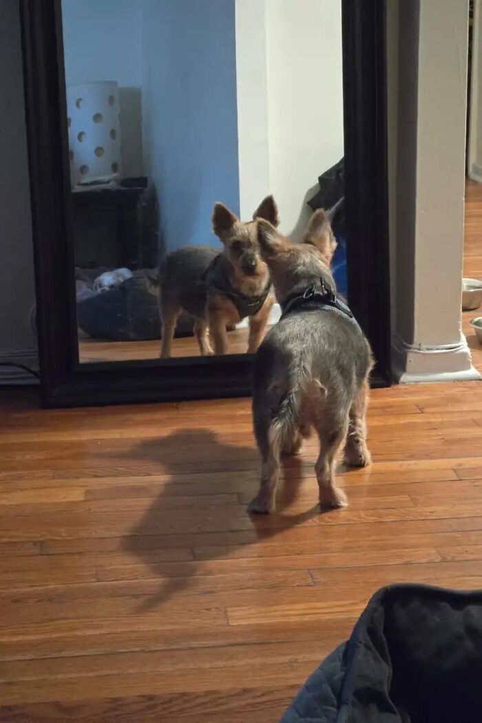 A Brooklyn Neighbor Alerted Rescuers About A Snappy Yorkie &ldquo;Buried&rdquo; In Fur And Gave Him A Second Lease On Life