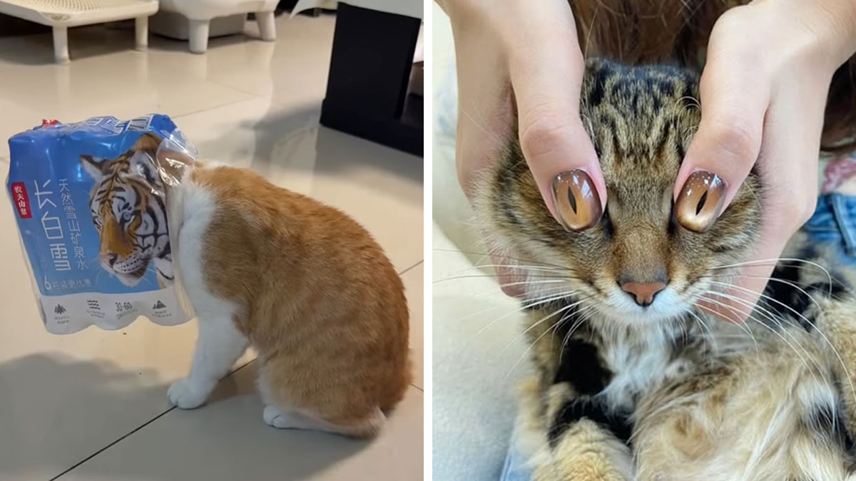 Two hilarious cat moments captured on camera, one with a cat stuck in packaging and another with cat eye nail art.