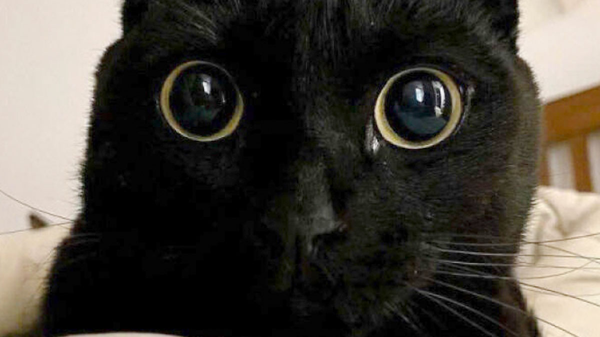 Close-up of a black cat with large eyes, highlighting why cat pics rule the internet and hearts forever.