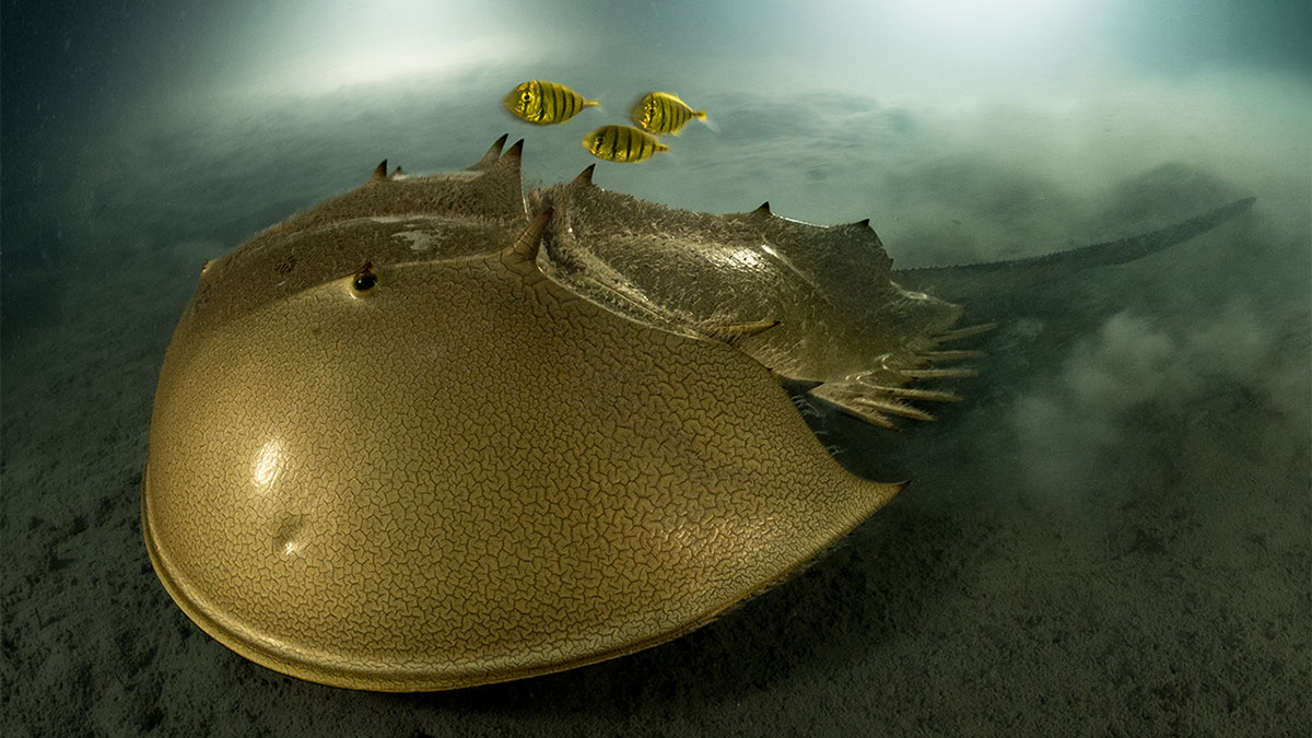 Large deep sea creature with yellow fish swimming above it in dark ocean, showcasing mysterious underwater wildlife.