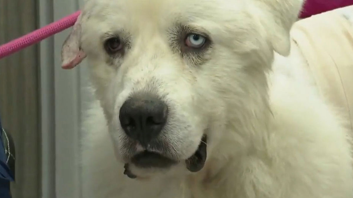 Large white dog with heterochromia being held by a pink leash, still remains undiscovered to this day in shelter.