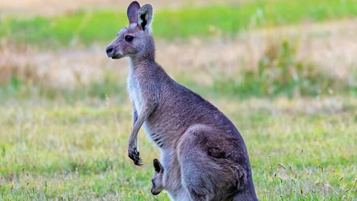 World Kangaroo Day: 35 Astonishing Facts About Australia’s Icons That Will Totally Shock You