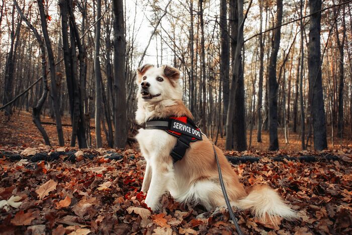 Service dog sitting in autumn forest, illustrating support for people with disabilities facing rude and ableist behavior.
