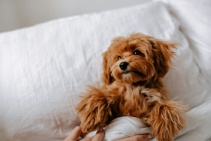 Small fluffy dog resting on a bed with white sheets, illustrating dark secrets that could impact lives if revealed.