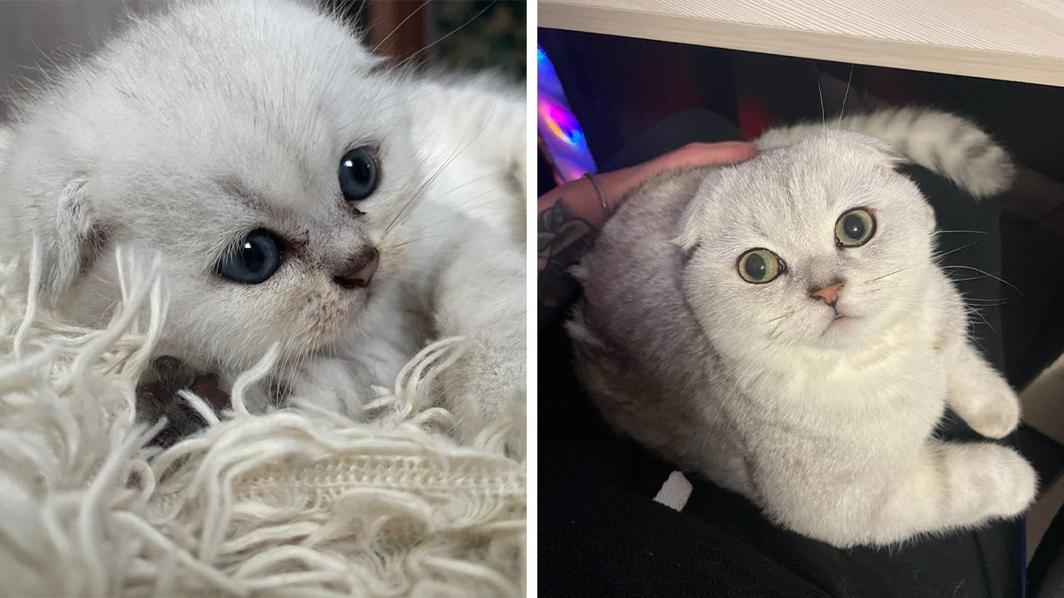 Kitten and grown cat side by side, showing heartwarming cat grows transformation and adorable kitten to cat photos.
