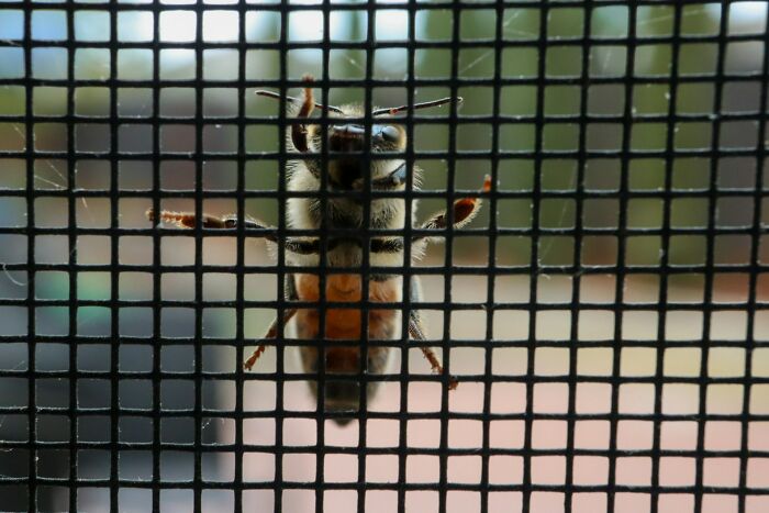 Close-up of a bee clinging to a window screen, symbolizing terrifying medical conditions without symptoms risk.