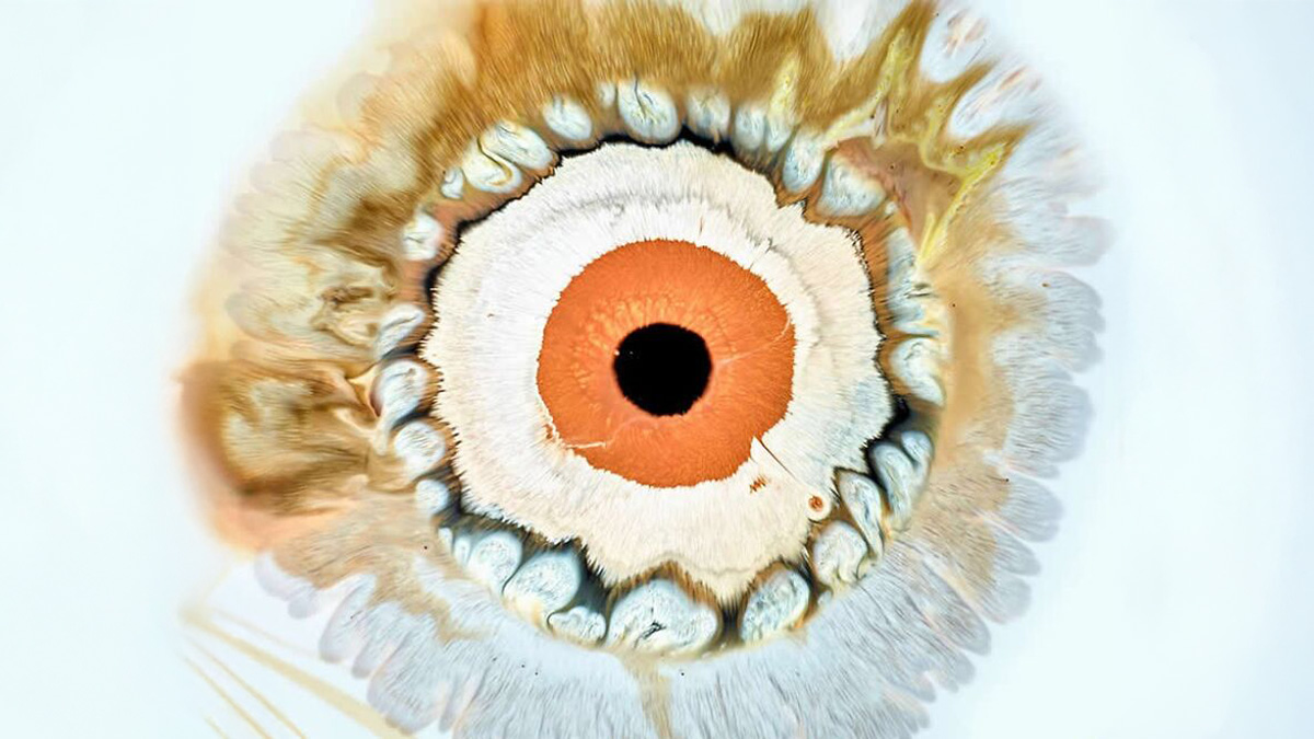 Close-up of hypnotic ink and water image resembling a human eye with orange, white, and brown patterns.