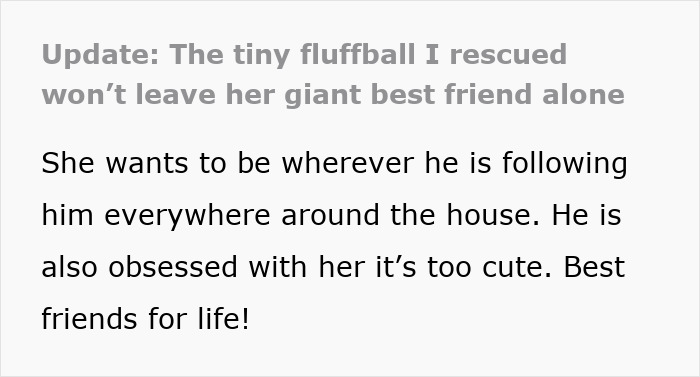 Little kitty found meowing outside cuddles and follows her giant best friend around the house, best friends for life. Little kitty found meowing outside cuddles and follows her giant best friend around the house, best friends for life.
