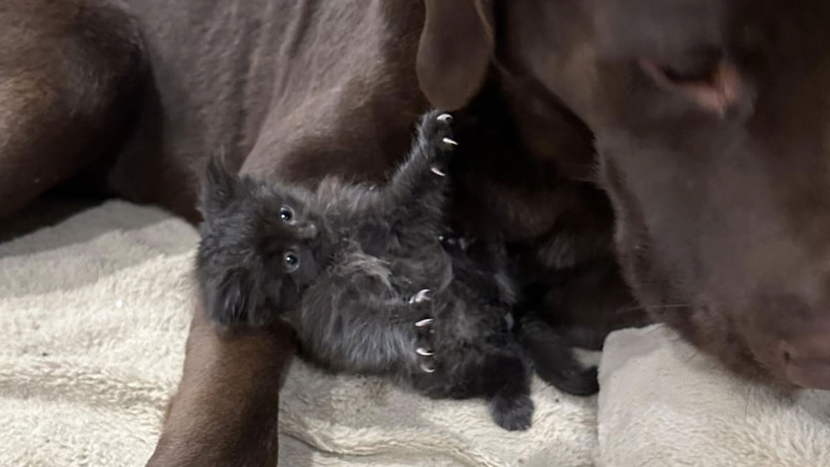 Small black kitty lying on its back next to a large brown dog on a light blanket, showing tiny claws and curious eyes.