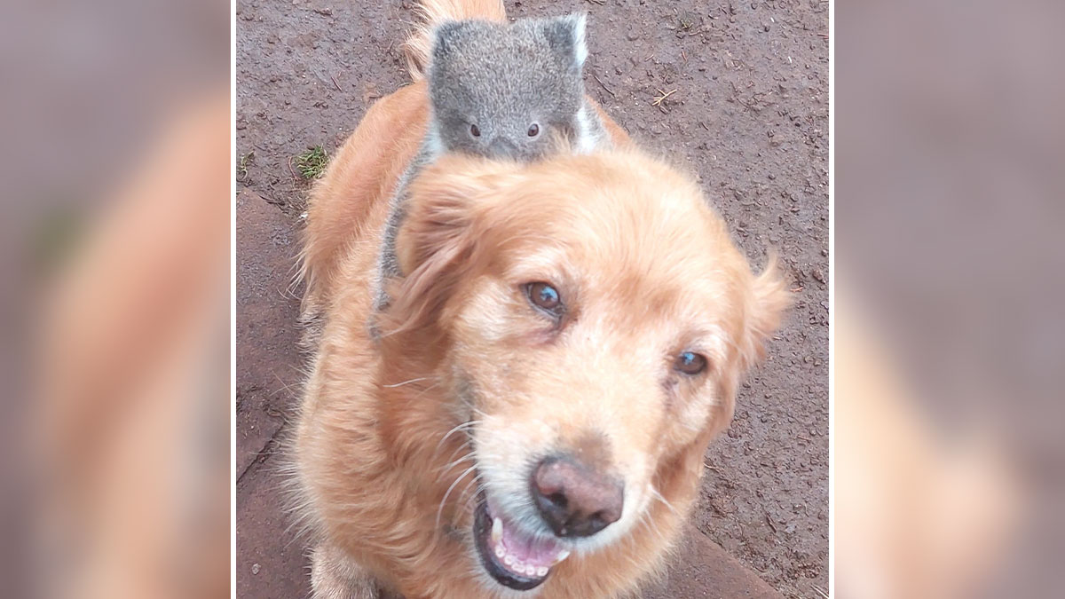 Golden Retriever giving a baby koala a piggyback ride outdoors on a dirt surface, showing a warm bond.