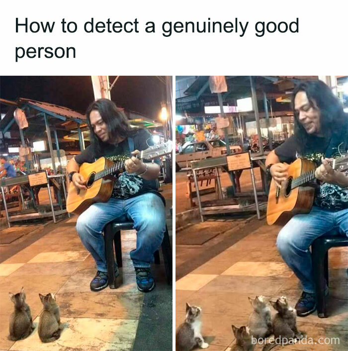 Man playing guitar to a group of kittens outdoors at night, cute animal memes bringing joy and fighting sadness.