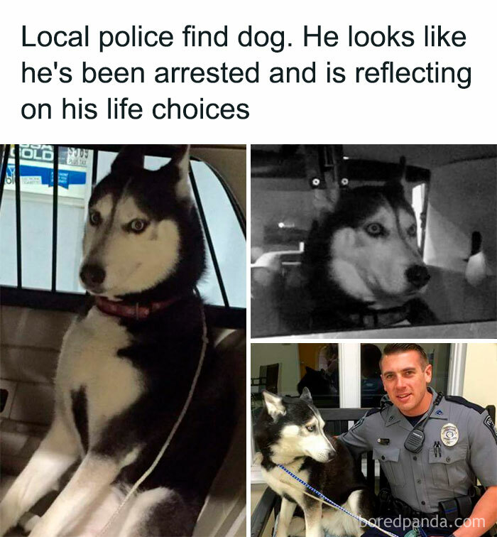 Husky dog looks reflective after being found by police in a funny and adorable animal meme that fights sadness and boredom.