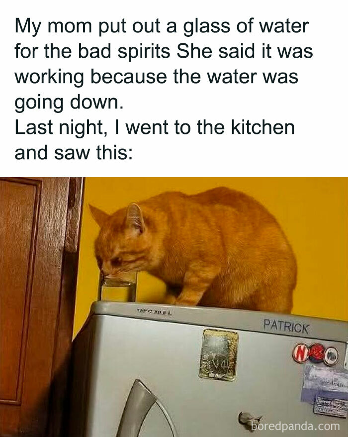 Orange cat drinking water from a glass on a kitchen fridge in a funny and adorable animal meme to fight sadness and boredom.