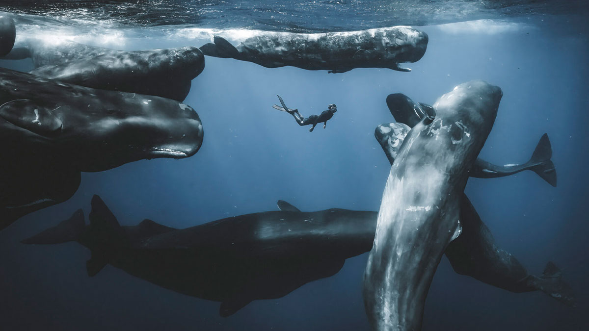 Diver swimming among a group of large whales underwater, captured in stunning ocean photography.