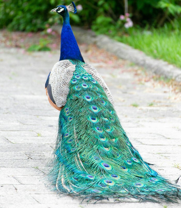 Peacock standing on a stone path with vibrant green and blue feathers, symbolizing childhood moments people still cringe about.