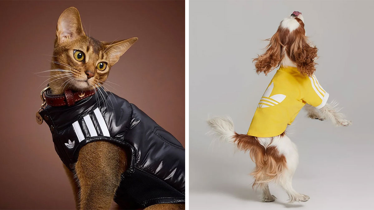 Cat and dog modeling stylish pet fashion collection outfits featuring sporty designs and bright colors on neutral backgrounds