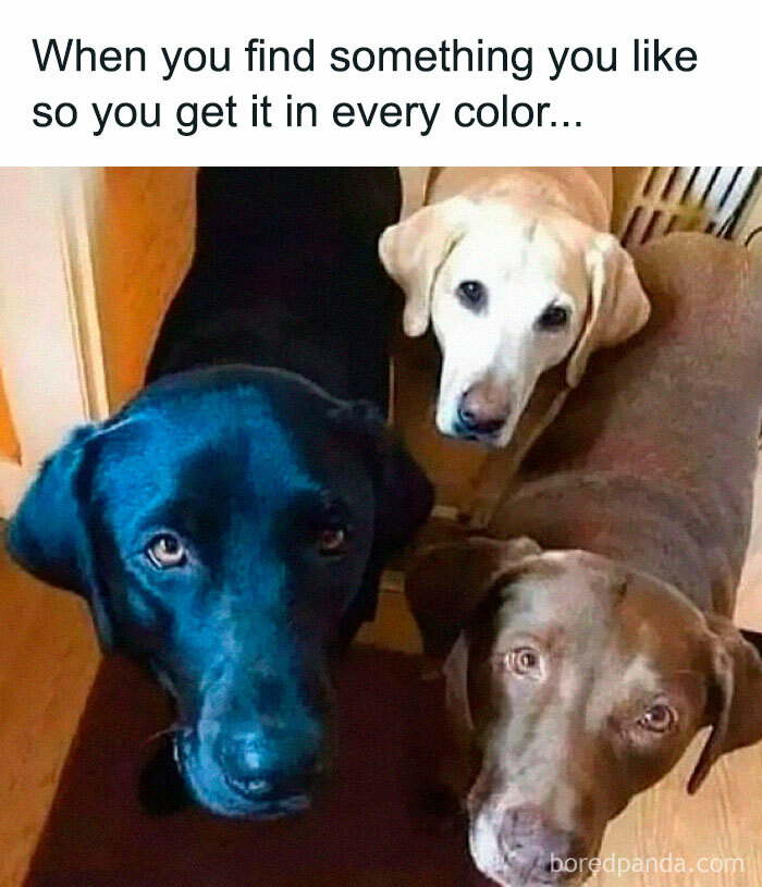 Three Labrador dogs of different colors looking up humorously, showcasing adorable furry companions and pet love.
