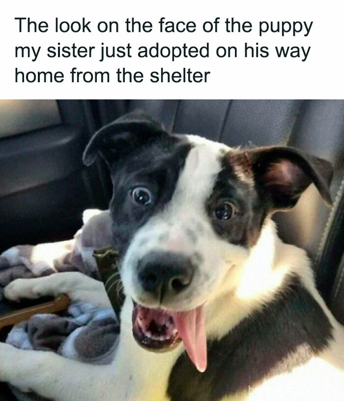 Happy black and white puppy with tongue out sitting in car seat on way home from shelter, showcasing pets are love moments.