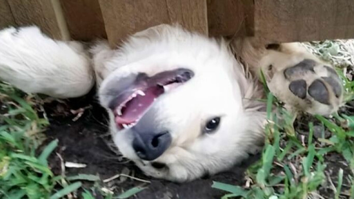 Happy white dog lying on the grass under a wooden fence, showing playful expression for pets are love meme.