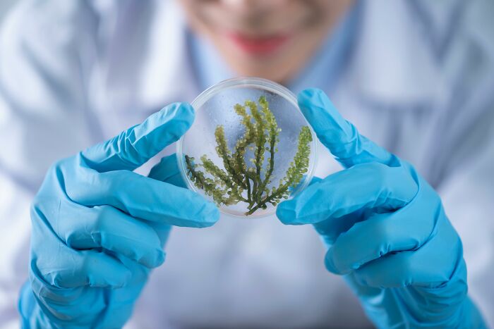 Scientist wearing blue gloves holding a petri dish with green algae, testing biology knowledge in a laboratory setting. Scientist wearing blue gloves holding a petri dish with green algae, testing biology knowledge in a laboratory setting.