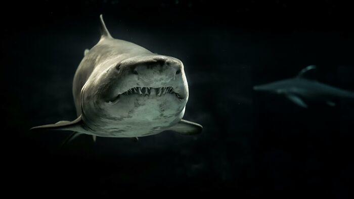 A close-up of a shark underwater illustrating people share potentially dangerous situations involving marine life.