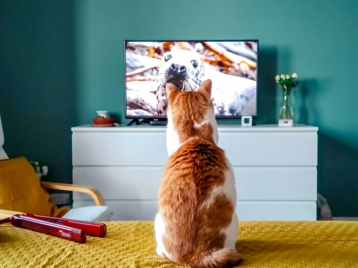 Cat watching a seal on TV in a cozy room, representing the most destructive thing a cat ever done scenario.