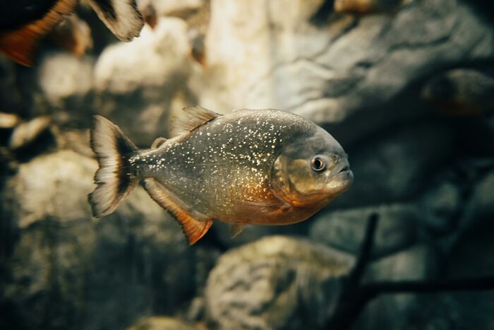 Piranha fish swimming underwater, illustrating one of the weird things workers have seen inside strangers’ homes.