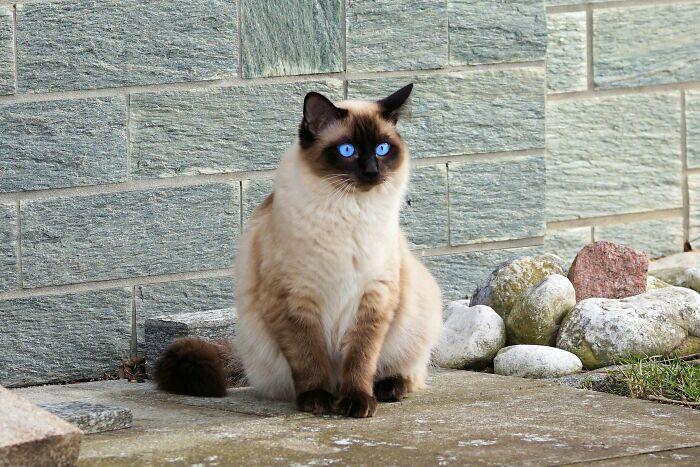 Siamese cat with striking blue eyes sitting near a stone wall and rocks, showing the most destructive thing cat ever done.