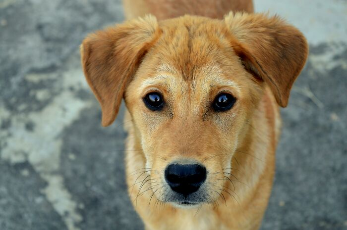 Close-up of a curious dog with big eyes, evoking emotions similar to the horrors workers have seen inside strangers’ homes.