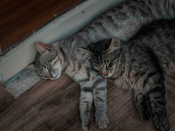Two tabby cats resting closely together on a wooden floor inside a stranger’s home, showing unusual worker experiences.