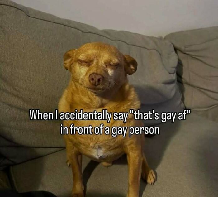 Small dog with squinting eyes sitting on a couch, expressing awkwardness in an unhinged meme about evil thoughts.