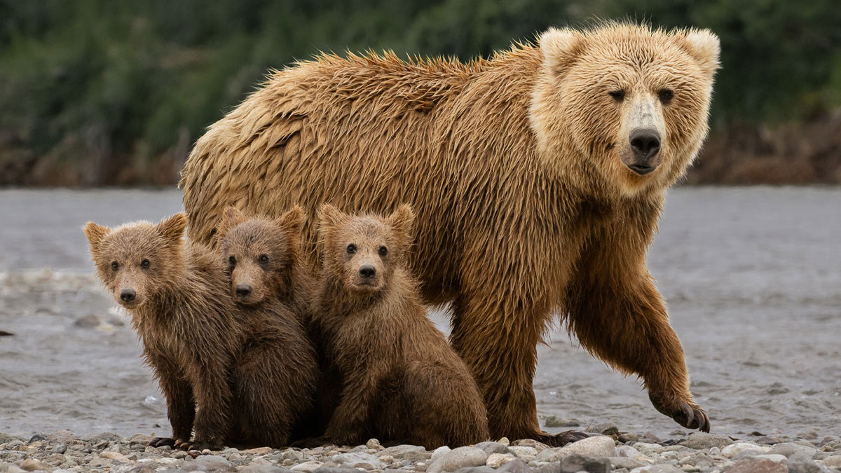 Brown bear with three cubs standing on rocky riverbank, featured in award-winning photos from 2025 photographer of the year contest