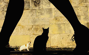 This Instagram Page Shares Breathtaking Photos That Prove Animals Have Endless Personality (25 Pics)