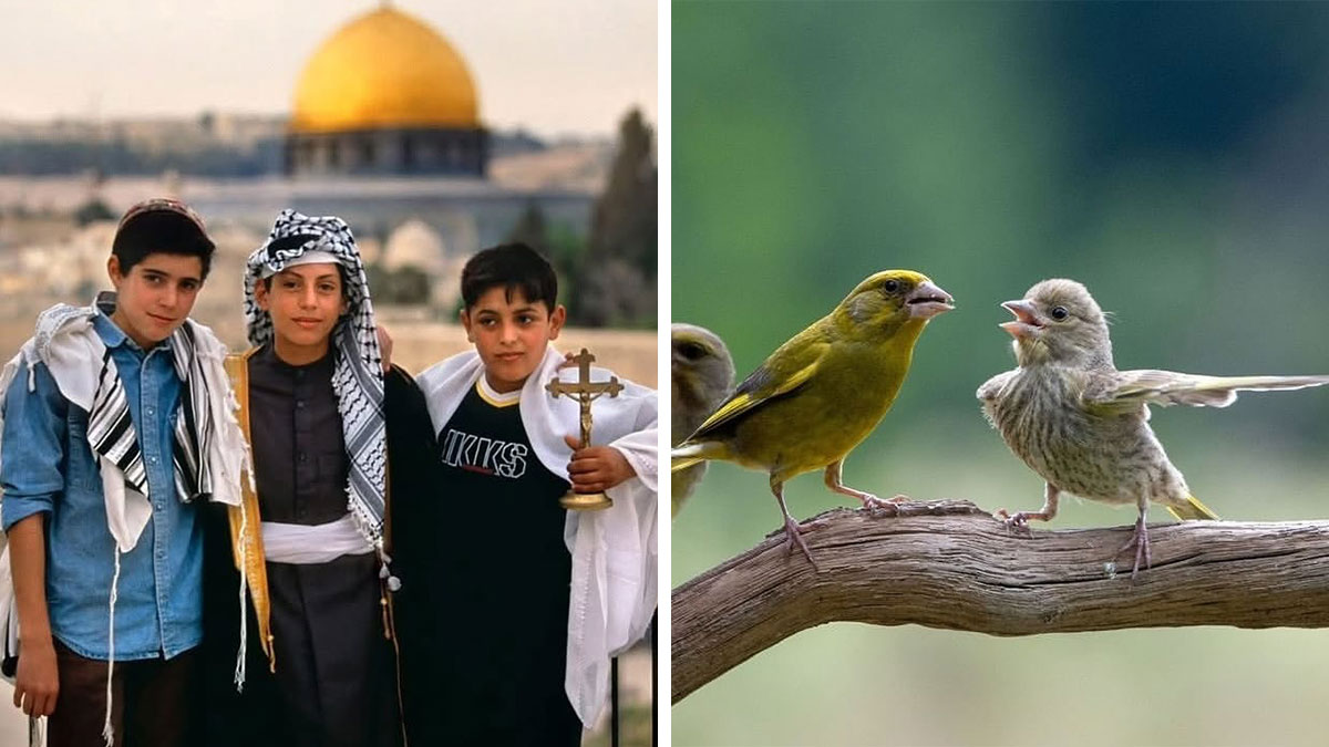Three boys in traditional clothing near a golden dome, and two small birds interacting on a branch, fascinating photos.