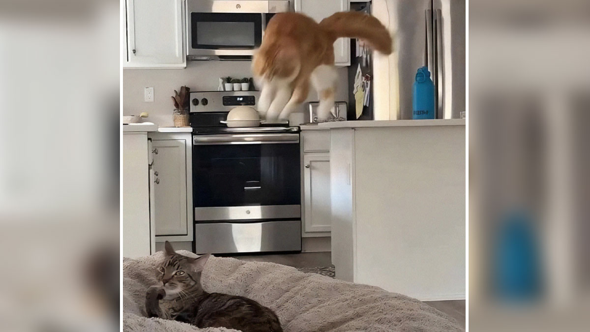 Two cats in a kitchen, one jumping toward the counter while the other watches before disaster struck moment.