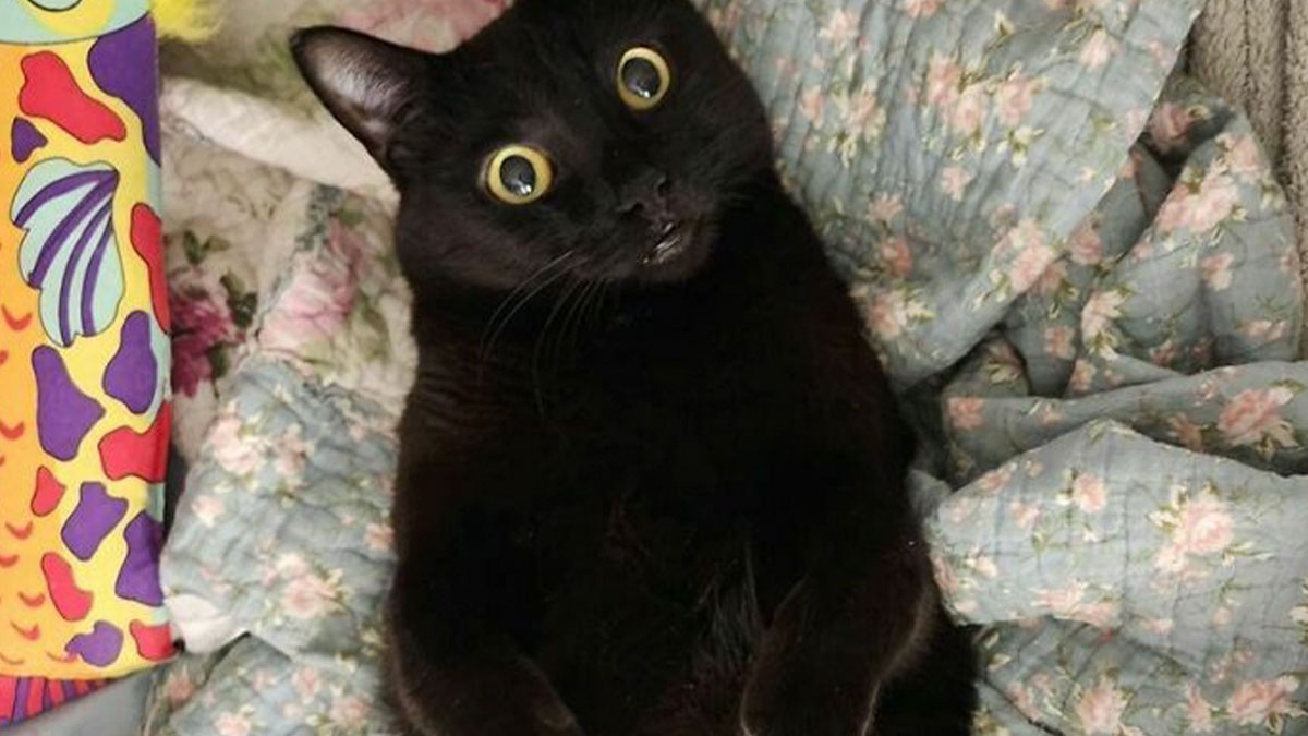 Black floofy cat lying on floral quilt showing its purrfectly-proportioned belly with wide curious eyes
