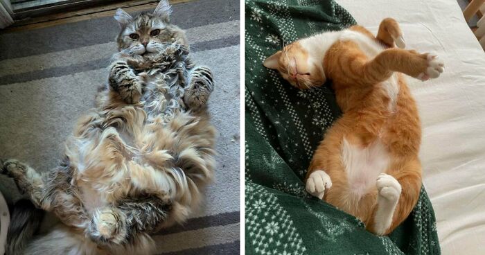 The Internet Is Losing Its Mind Over This Wholesome Thread Of 55 Cats And Their Bellies