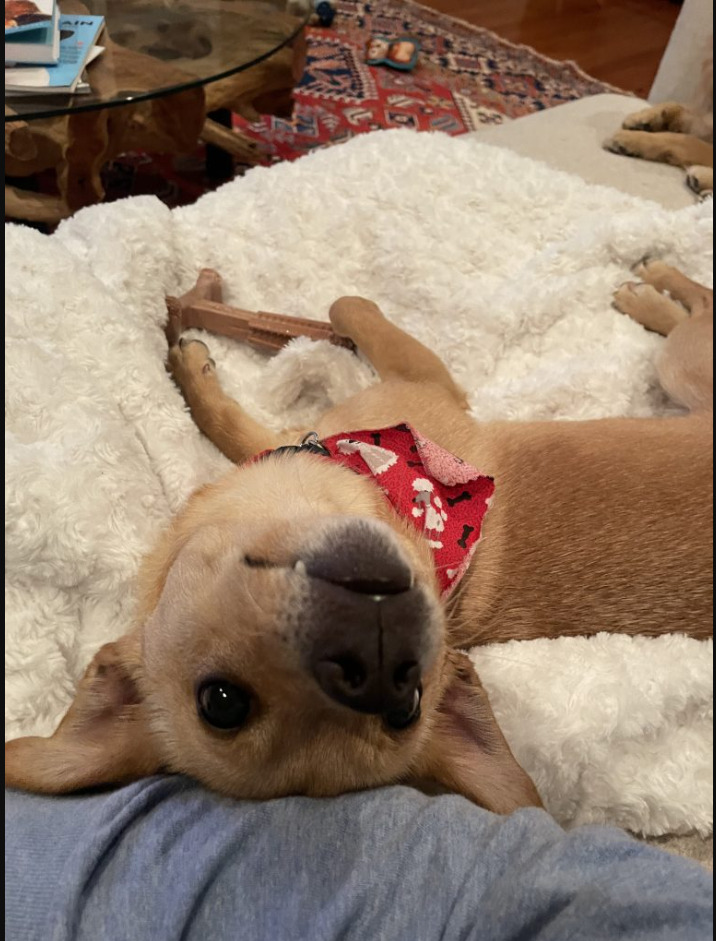 📸 The Role Of Grooming In Dog Photography