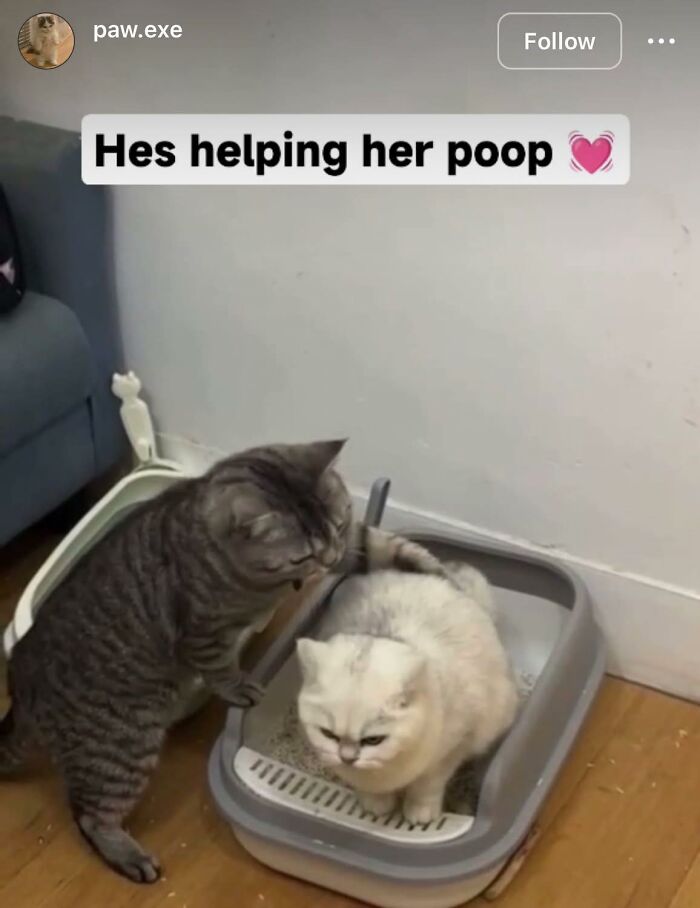 Two cats in a litter box moment captured humorously, highlighting pleasures of the occult in a funny out of context scene.