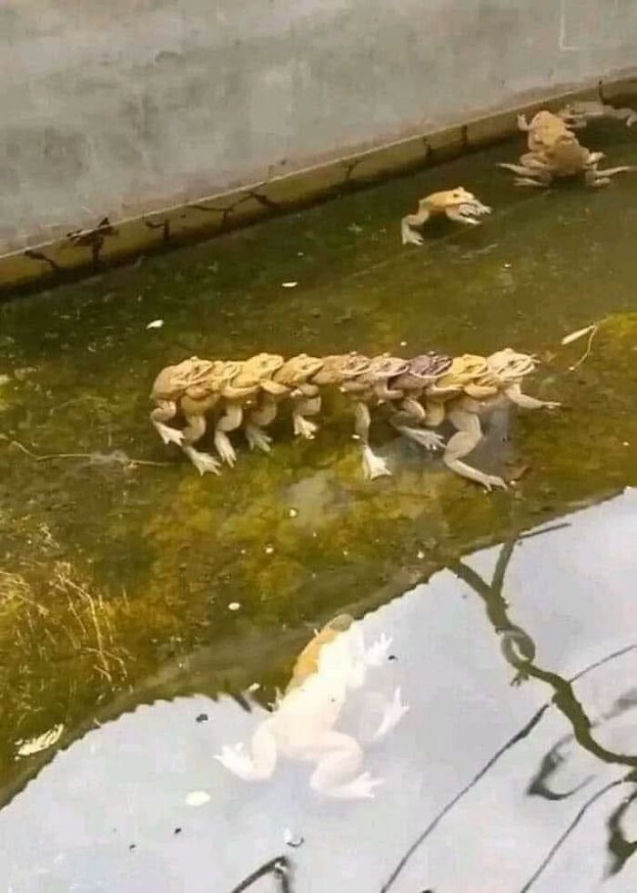 Several frogs stacked on top of each other in shallow water, creating a surreal and hilarious occult-themed scene.