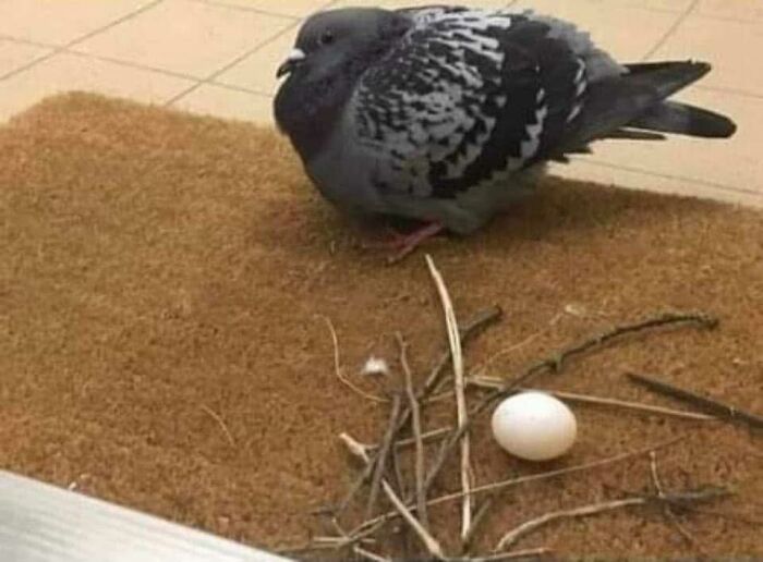 Pigeon sitting on a doormat next to an egg and scattered sticks, creating an out of context humorous scene.